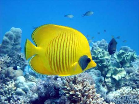 poisson papillon