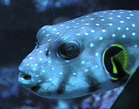le poisson coffre