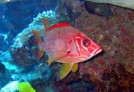poisson soldat