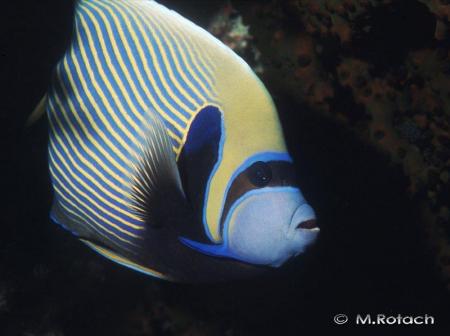 poisson perroquet
