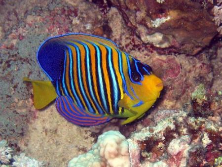 POisson ange