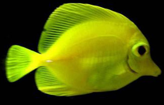 poisson chirugien