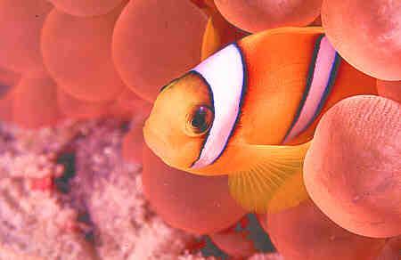 Poisson Clown