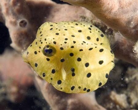 Juvenile